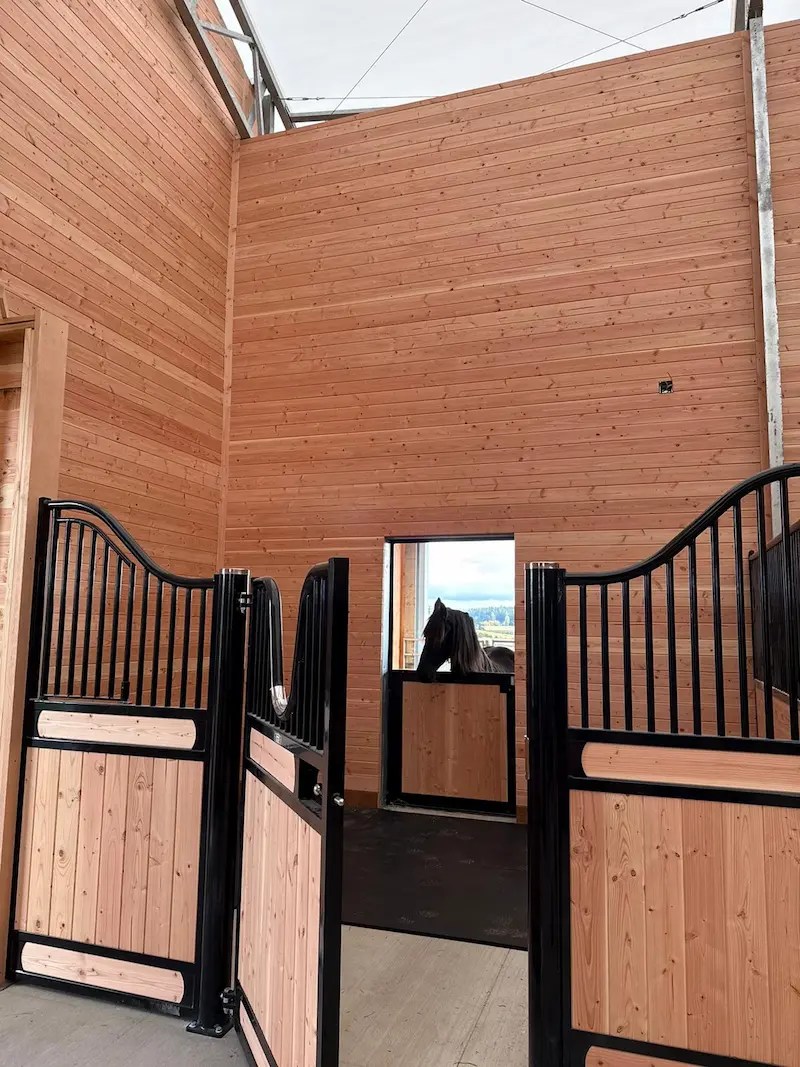 Custom horse stall with wood walls, black steel stall fronts, and a horse looking through the Dutch door.