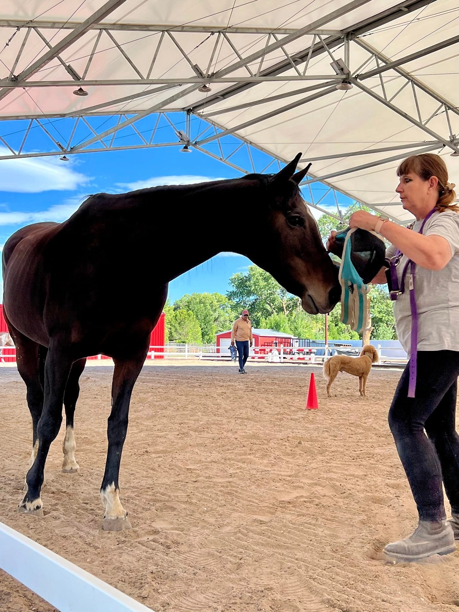 Horse being trained inside a covered arena by a handler.