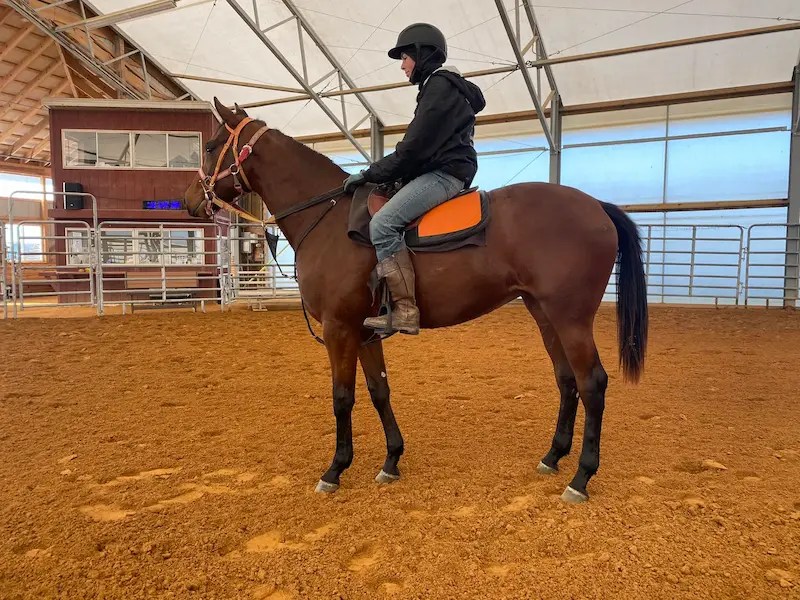 Rider on horseback inside a covered riding arena during a training session.