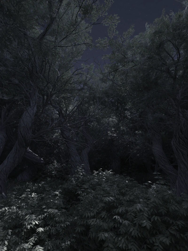 Forest 01 – Med Contrast – Night