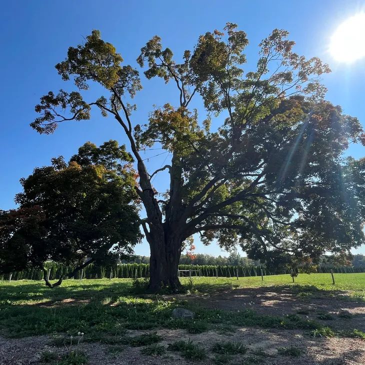 Jay Williams Simatree - Premium Dark Background Gallery - Retina