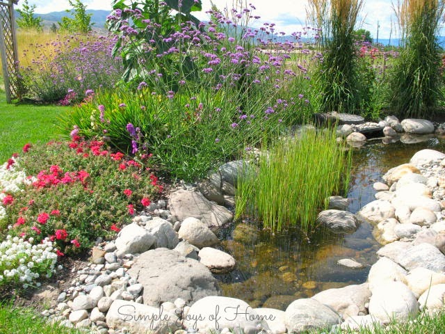 Rock pool and garden