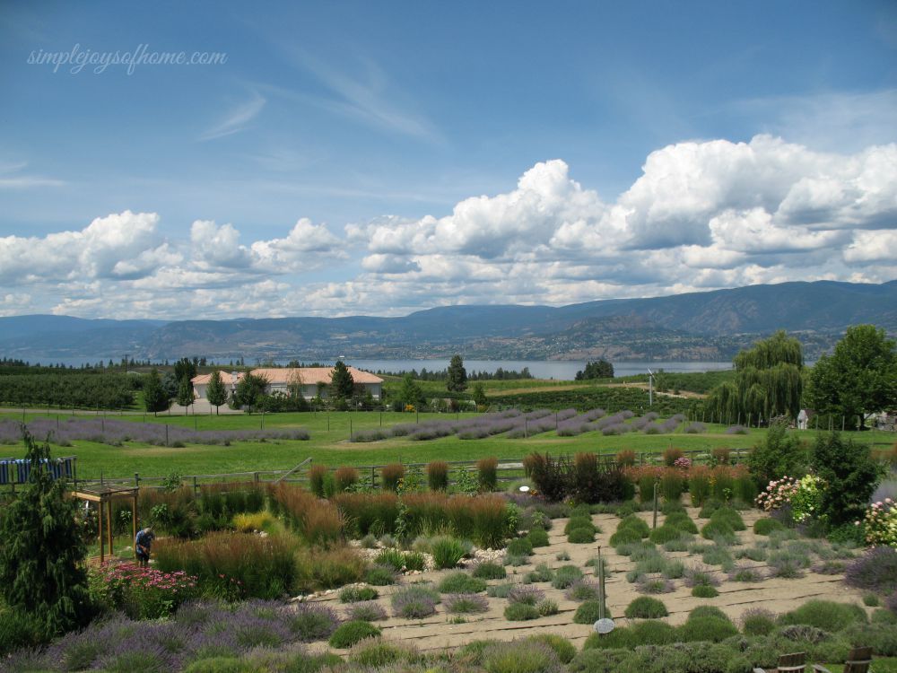 The Lavender Farm - my favourite view in Kelowna