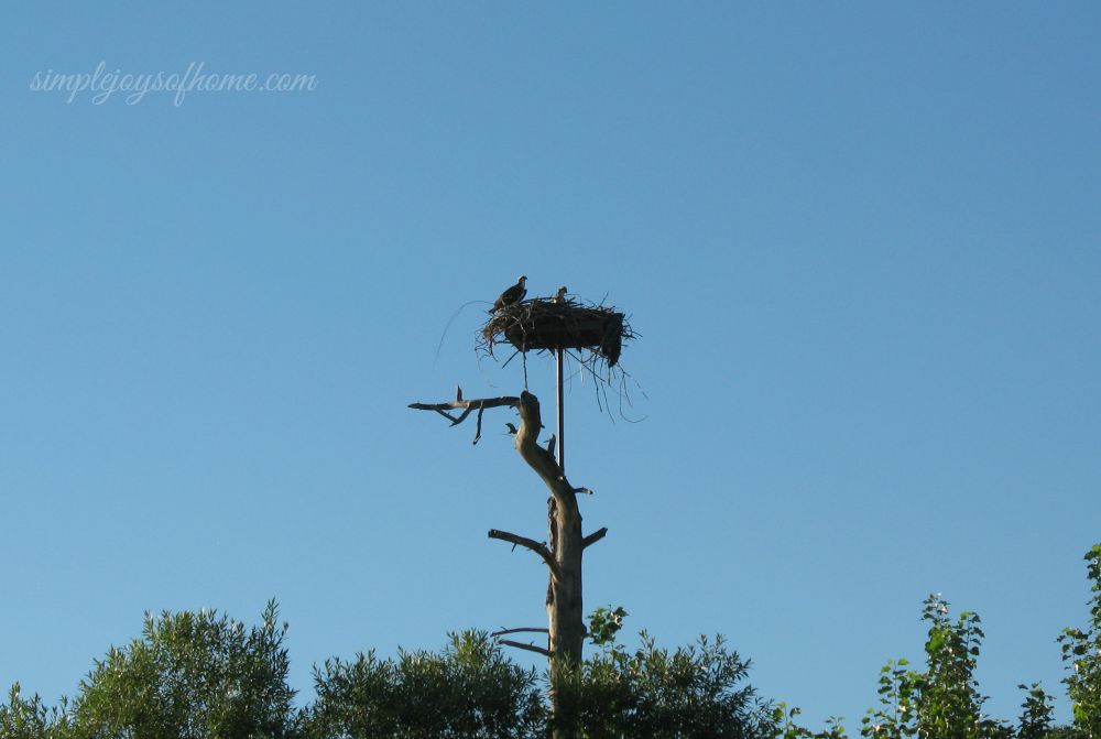 Osprey and chick