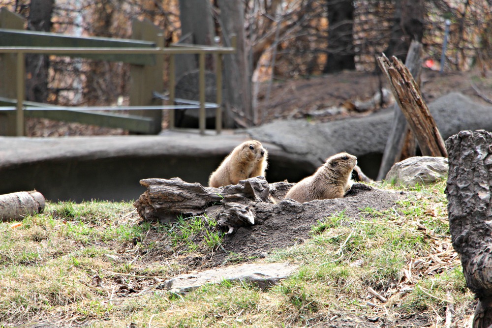 Prairie Dogs