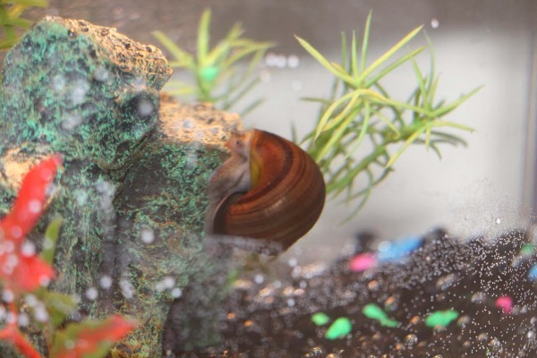 New pet sea snail, Jerry.