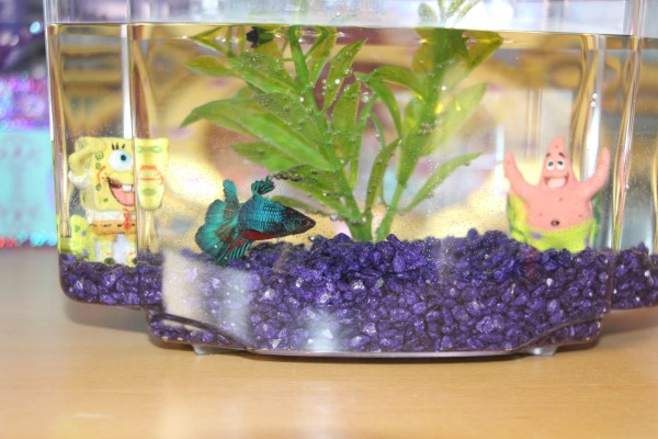 New pet fish, Sparkles.