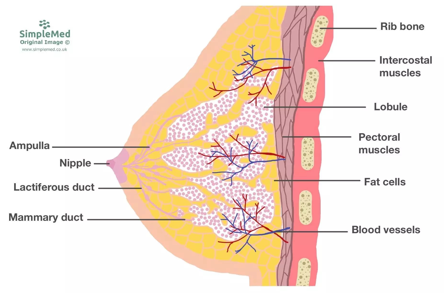 19. introduction to the breast