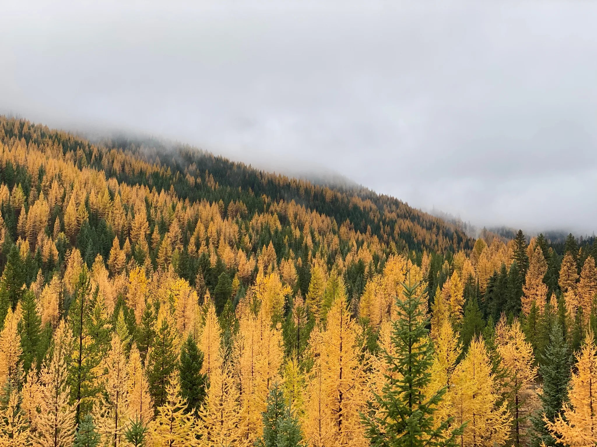 A hillside of golden tamarack in fog, Northwest Montana in late October