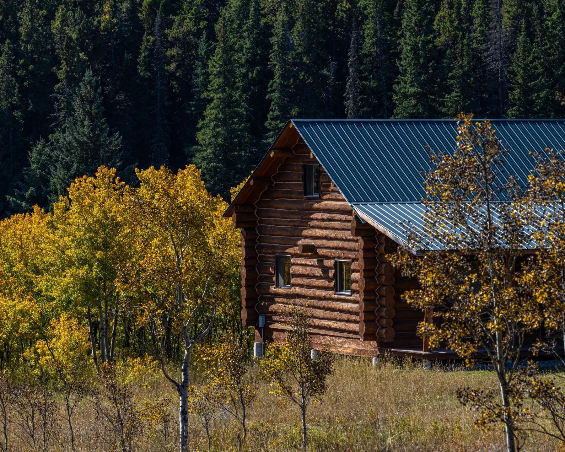 A log cabin among autumn aspens in Montana