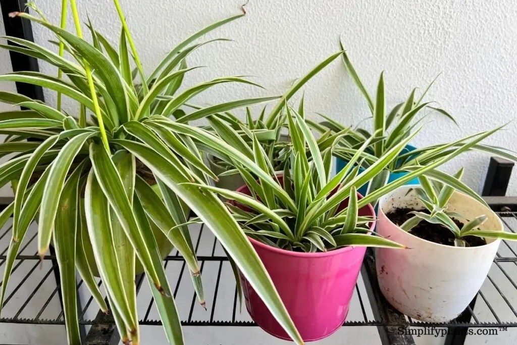 We earn a commission for products purchased through some links in this article. What Kind Of Soil Is Good For Spider Plant Simplify Plants