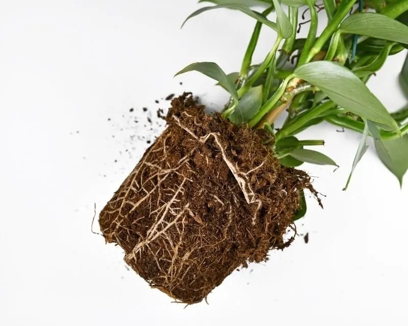 · philodendrons may be grown in soil or just in water. Philodendron Leaves Turning Mushy Causes How To Fix Simplify Plants