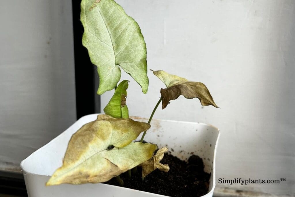 Can houseplants recover from cold damage?