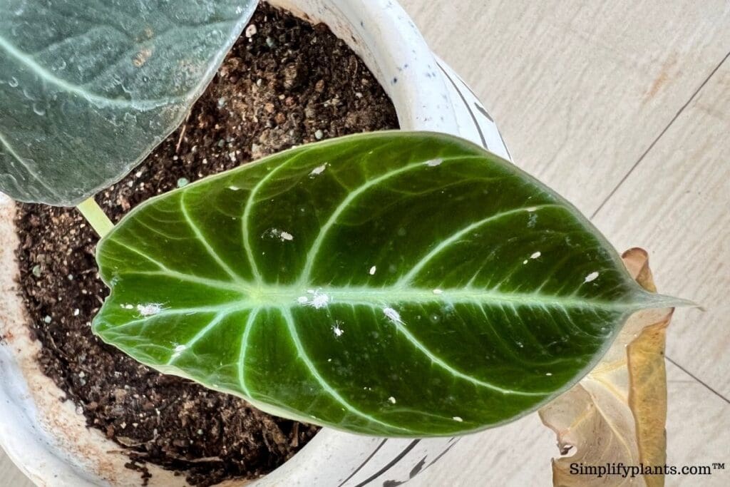 Add organic compost or coffee grounds to the soil at the base of the plant or … Why Is My Alocasia Getting Yellow Spots Causes How To Fix Simplify Plants