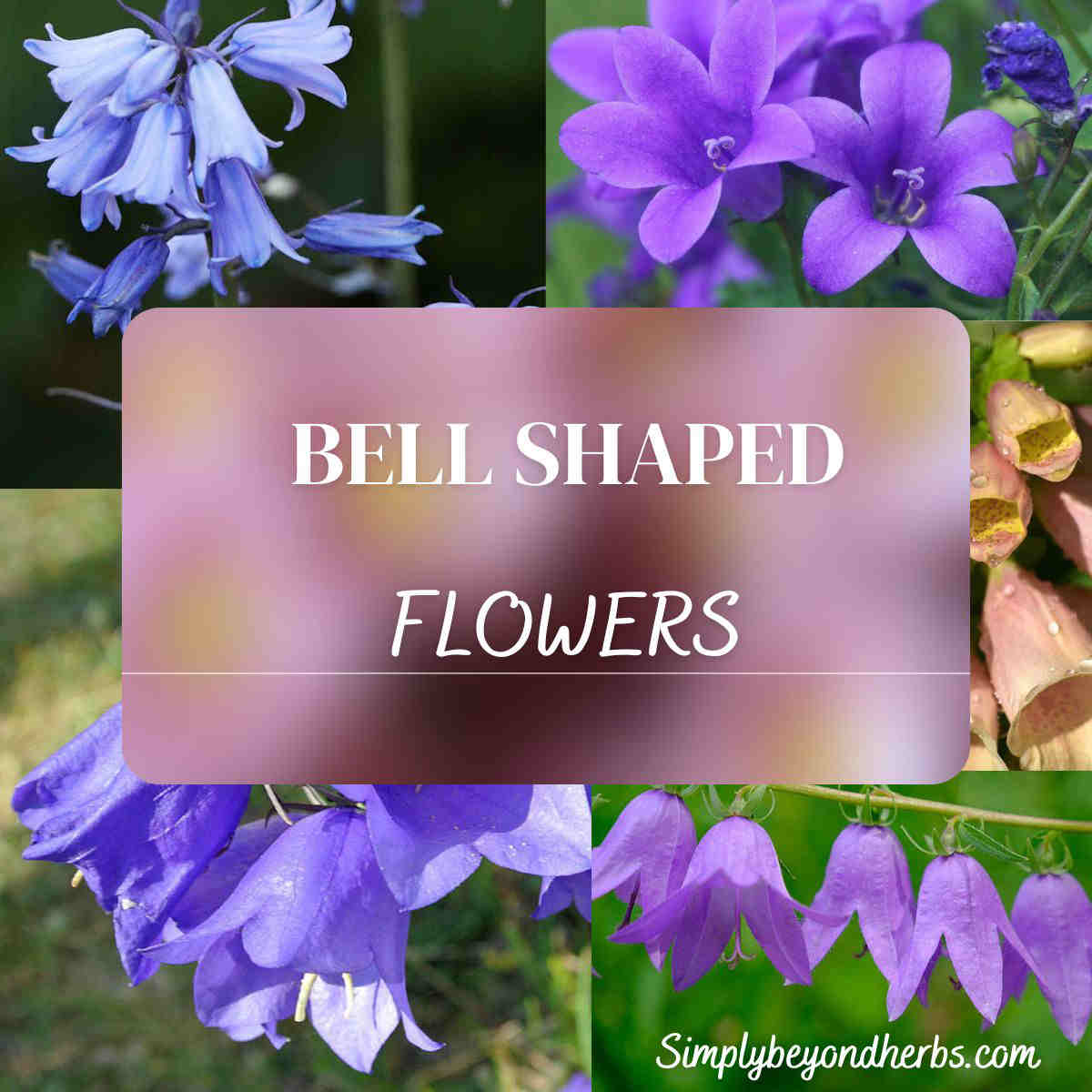 40 + bell shaped flowers