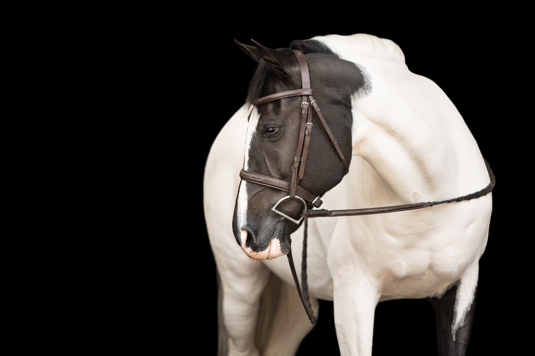 A photo by Courtney Bryson. who specializes in shooting pics of horses.