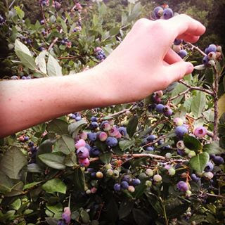 picking blueberries
