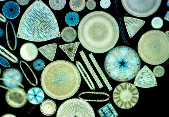 Diverse size, shape and morphology of Diatoms