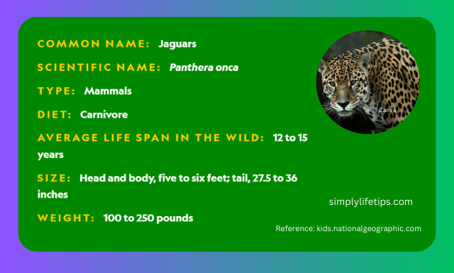 Jaguar Profile