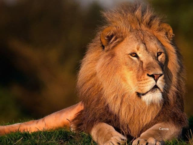 Lion Big Cat