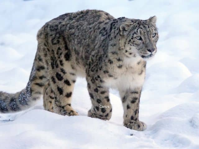 Snow Leopard Big Cat