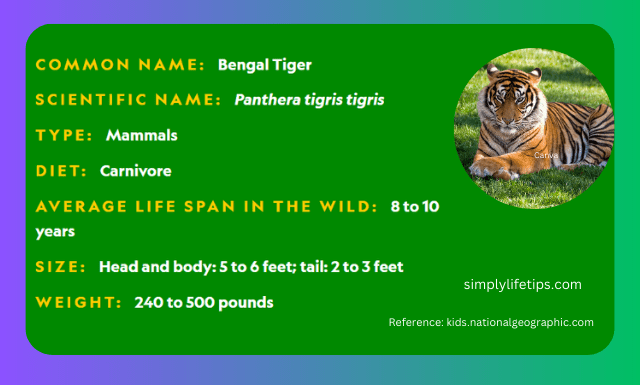 Tiger Profile