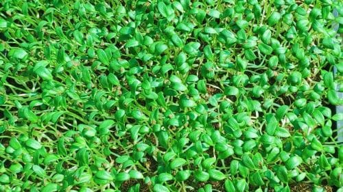 Microgreens Ajay Gopinath