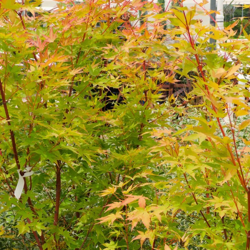 Meet Maple Trees - Retina Dark Designs for Desktop