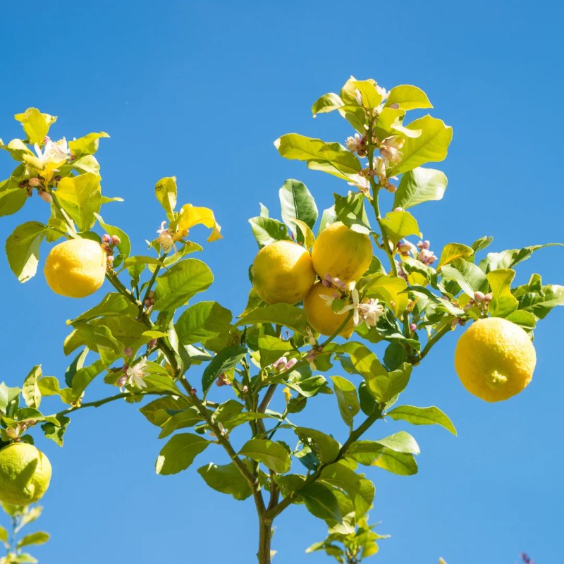 Meyer Lemon Tree - Gorgeous Ultra HD Nature Patterns | Free Download