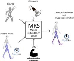 Simtk Direct Collocation Optimal Control For Solving The Muscle - High Resolution Vintage Arts for Desktop