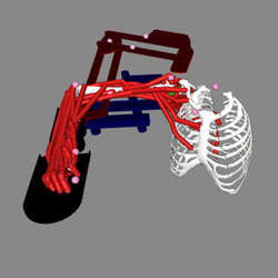 Simtk Joint Model Personalization Project Home - Sunset Wallpaper Collection - Full HD Quality