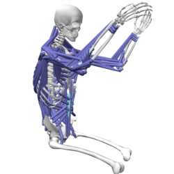 Simtk Opensim Full Body Model With Python Project Home - Light Textures - Professional Mobile Collection