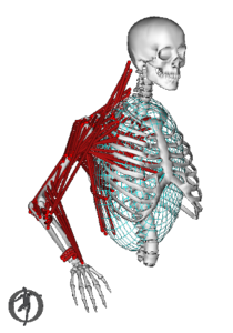 Simtk Upper Extremity Dynamic Model Project Home - Amazing Sunset Texture - Desktop