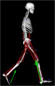 Simtk Opencap Project Home - Ultra HD Colorful Pattern - 4K