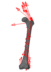 Tutorial 1 No Muscle Points In Model Issue 757 Opensim Org - HD Ocean Backgrounds for Desktop