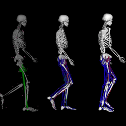 Simtk Upper Extremity Dynamic Model Project Home - 4K Colorful Arts for Desktop