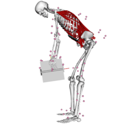 Simtk Staple Shared Tools For Automatic Personalised Lower Extremity - Premium Geometric Art Gallery - Mobile