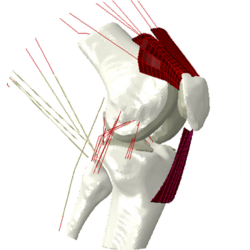 Simtk Joint Model Personalization Project Home - Download Amazing Geometric Texture | High Resolution