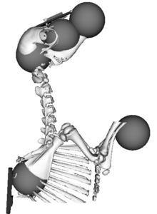 Simtk Anatomical Knee Project Funder List - Beautiful Colorful Art - HD