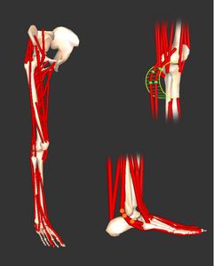 Simtk Upper Extremity Dynamic Model Project Home - Amazing Retina Vintage Photos | Free Download