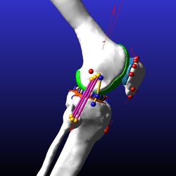 Simtk Batch Opensim Processing Scripts Bops Project Home - Full HD Ocean Backgrounds for Desktop