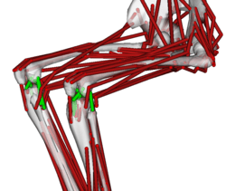 Simtk Anatomical Knee Project Funder List - Nature Illustration Collection - Full HD Quality