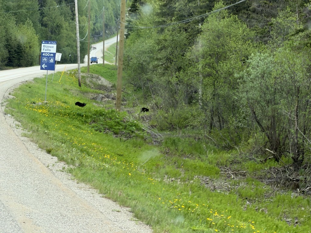Bears! Bears!