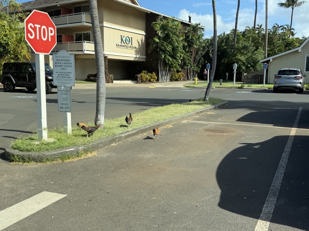 Wild chickens in the resort parking lot Wild chickens in the resort parking lot