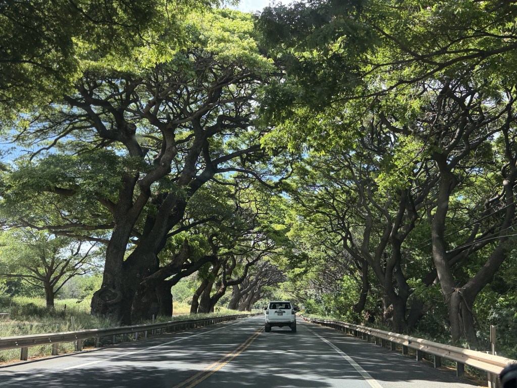 Tree tunnel Tree tunnel