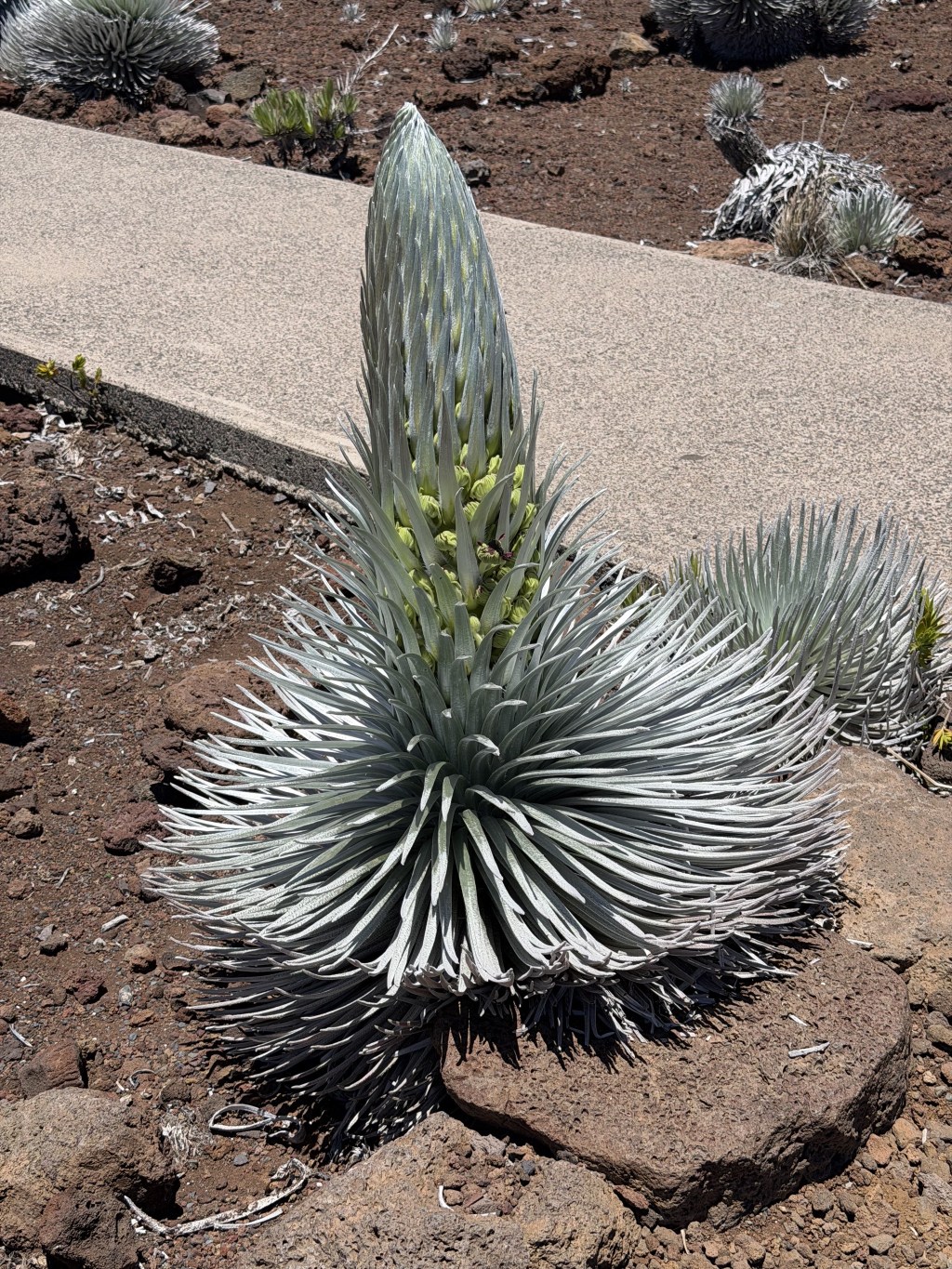 ʻĀhinahina ʻĀhinahina
