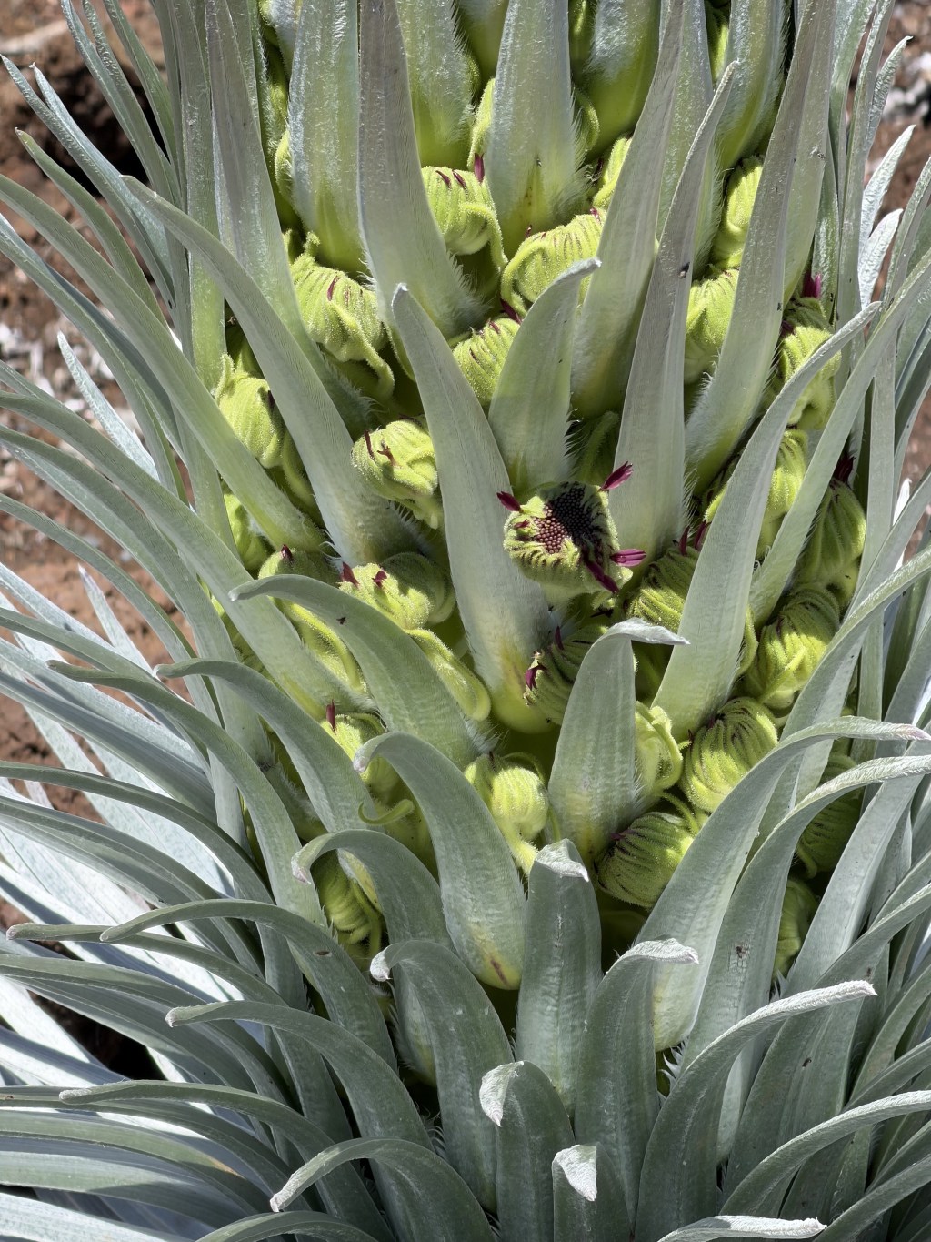 ʻĀhinahina ʻĀhinahina