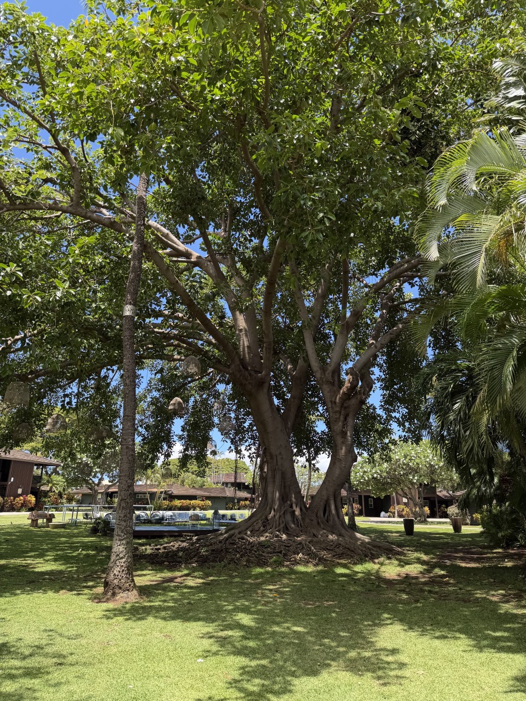Trees