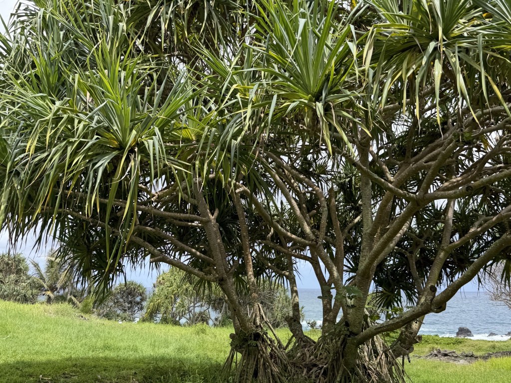 Kūloa Point Trail loop