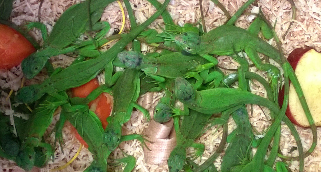 Más de 20 animales en peligro de extinción son en Jalisco